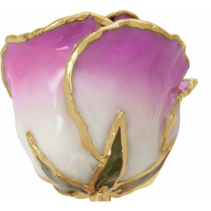 Lacquered Cream Picasso Rose with Gold Trim - BN & CO JEWELRY