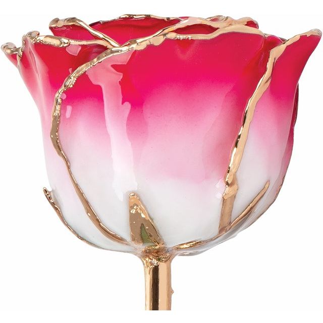 Lacquered Cream Red Rose with Gold Trim - BN & CO JEWELRY